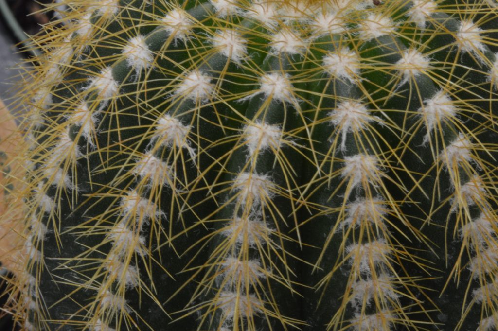 Waukesha Floral April 2016 Cactus Lorell Fry