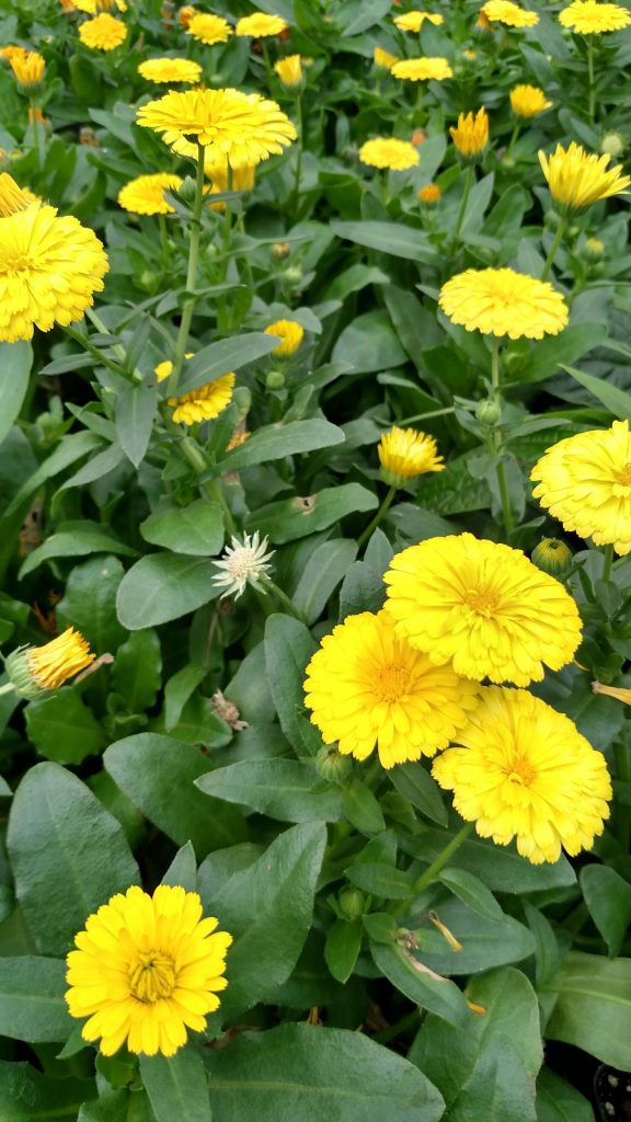 Long a staple of british gardens, the yellow Calendula is valued for its medicinal and culinary purposes. It's also called a "pot marigold" and it's bright and fluffy looking flowers are cheery and full of sunshine.