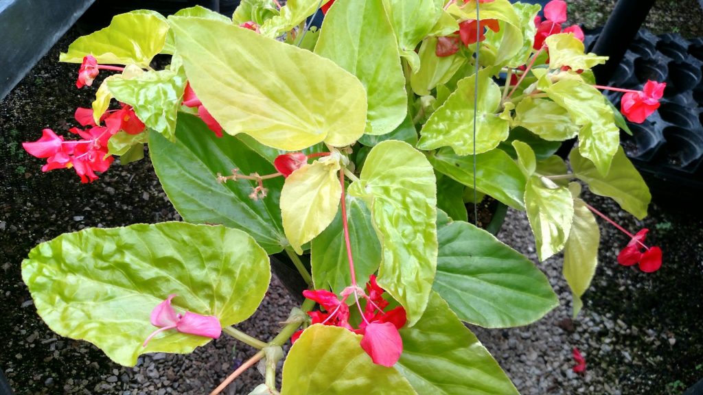 An excellent choice for a shaded location, Canary Wings begonia has bright, chartreuse-green leaves with a contrasting red flower (think canary). The brightness of the plant will lighten an otherwise dark area.