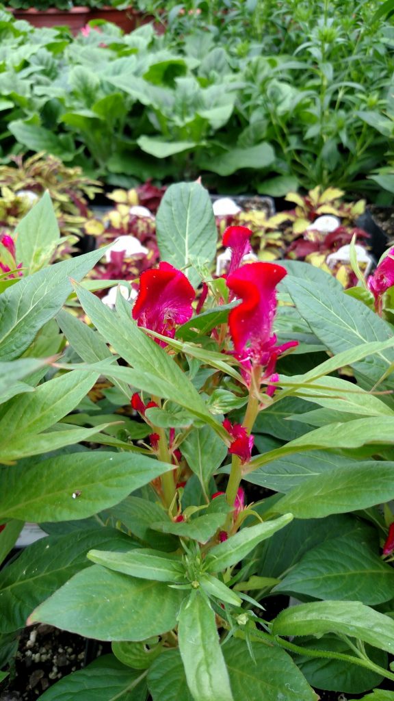 You'll love the twisted crest of this celosia plant in a firey pink shade!