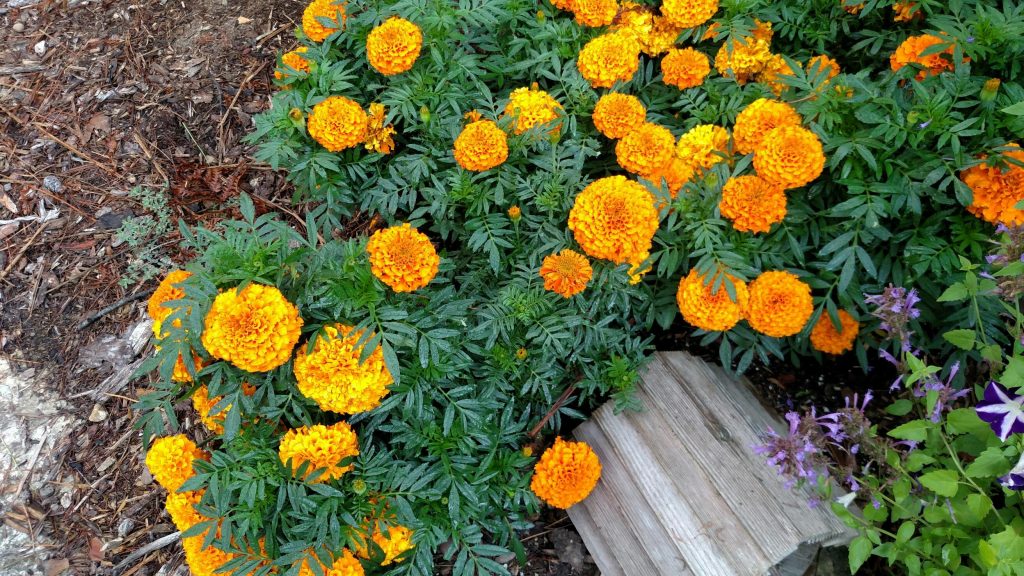 Marigolds planted in full sun did very well. 