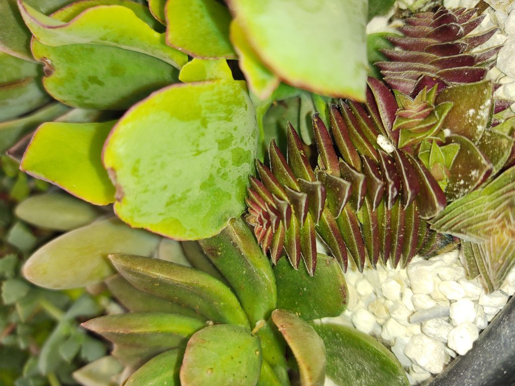 We love the rick-rack stacked shape of this succulent next to the smooth paddle-shaped leaves.
